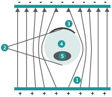细胞电转电场图